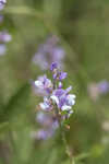 Sampson's snakeroot